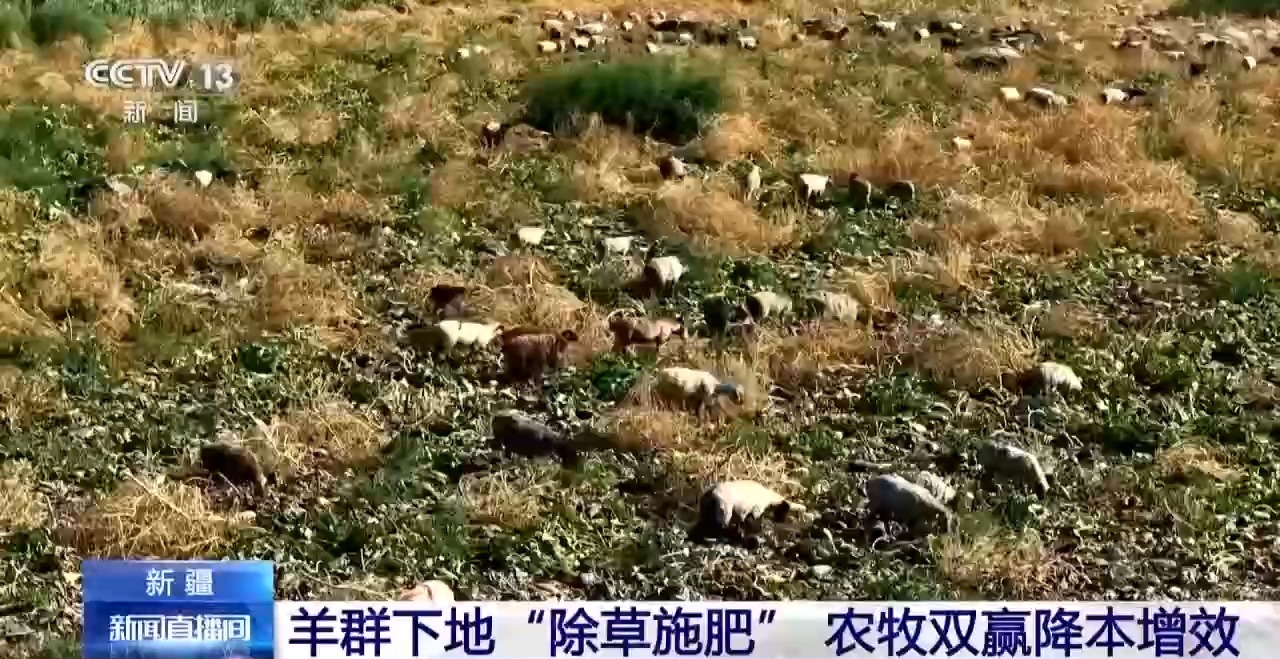 视频丨羊群“除草施肥”当帮手 新疆农田实现降本增效