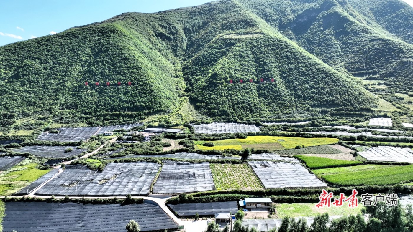 漳县：科技赋能淫羊藿产业 打造道地药材“金名片”