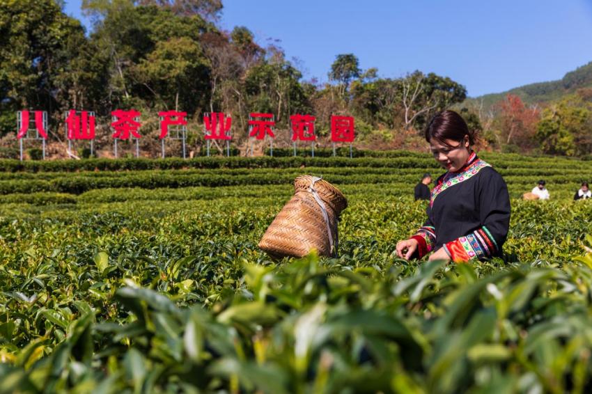 一半茶香一半梅香 福建诏安靠两大特色产业闯出振兴路