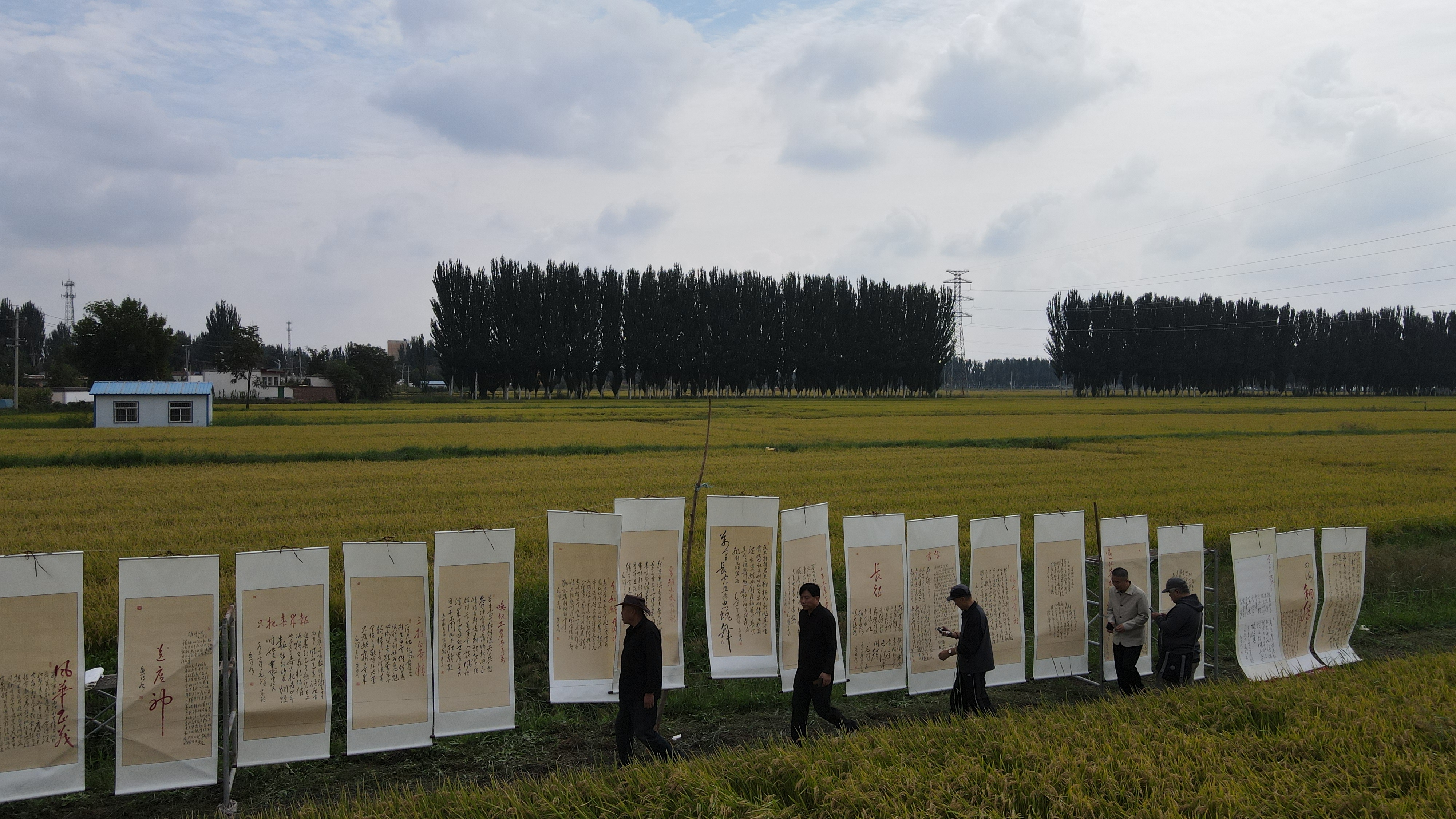 稻海铺展笔墨香 田野办展寄深情——宁夏吴忠市利通区一场稻田里的毛体书法展缅怀伟人