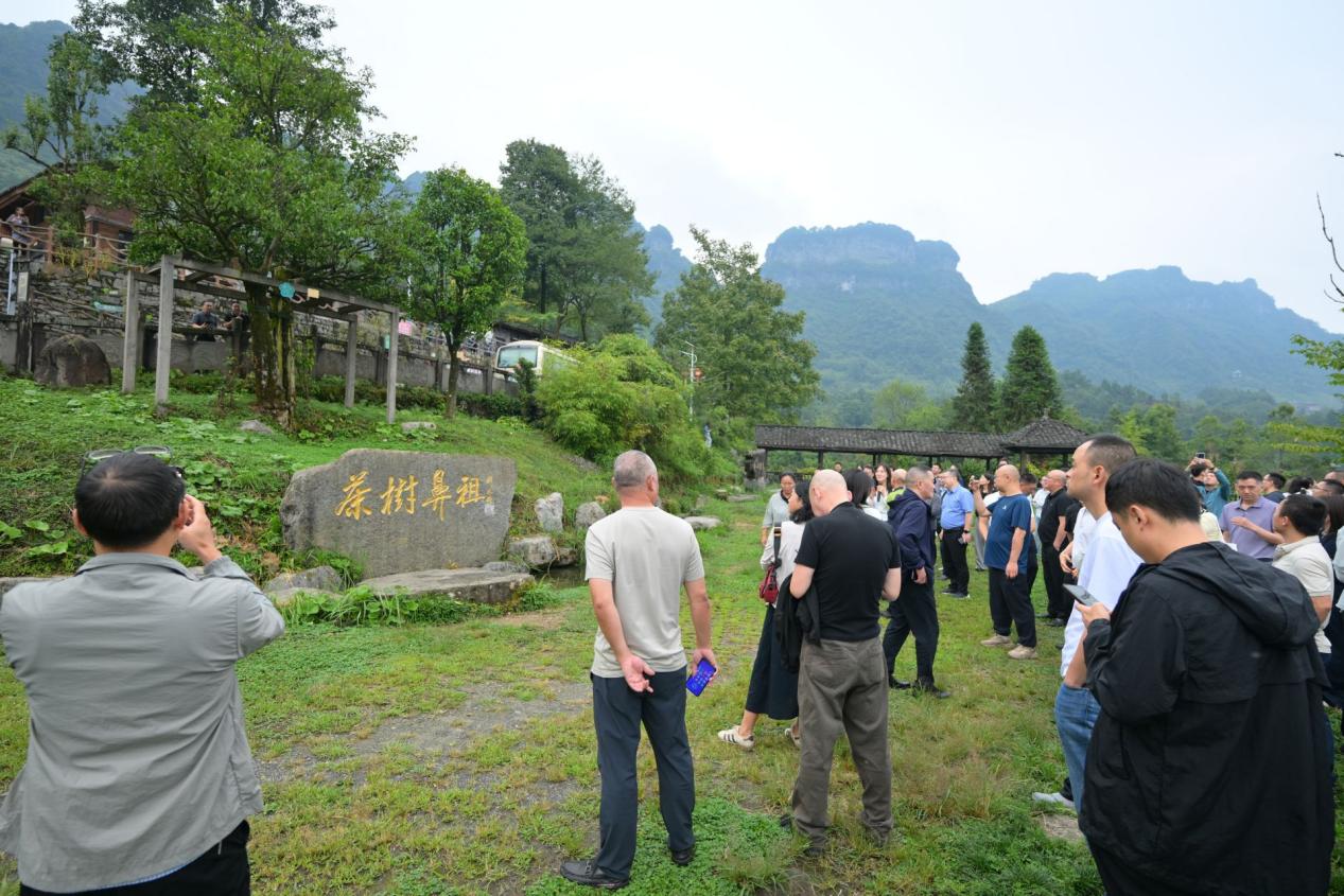 全民守护巴渝绿色根脉 2026年重庆市古树名木保护科普宣传周启动