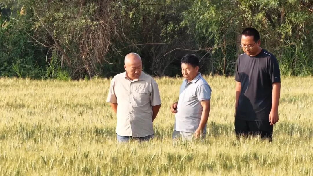 【西北有座幸福城】十师北屯市粮丰岁稔 实现粮食产量七连增