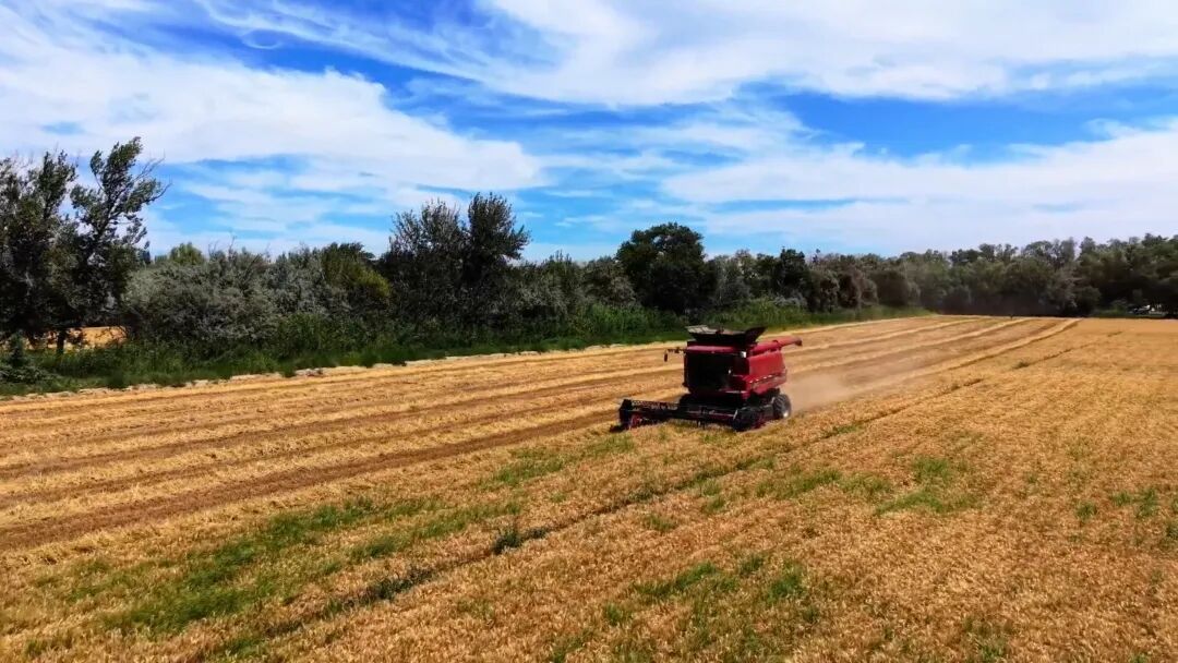 【西北有座幸福城】十师北屯市粮丰岁稔 实现粮食产量七连增