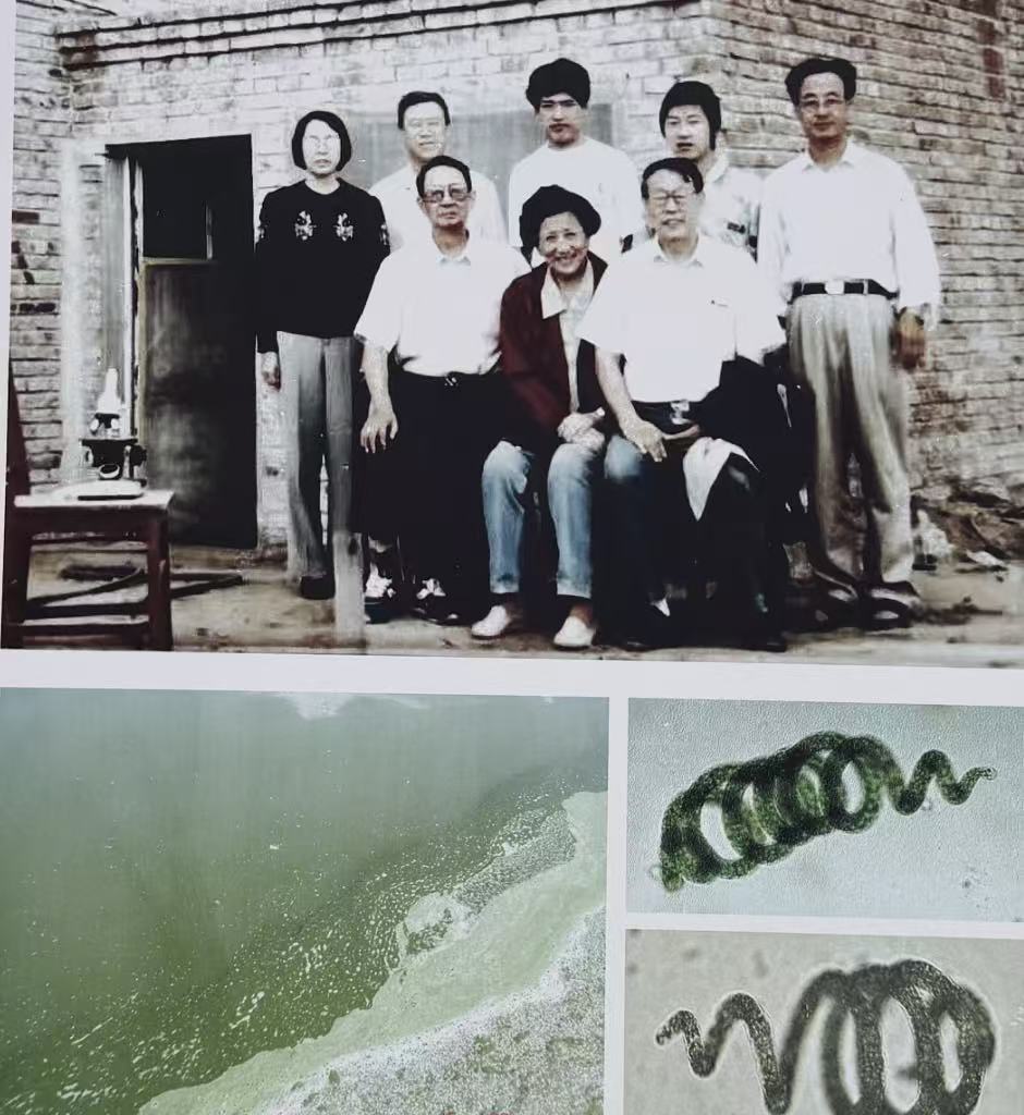 鄂托克旗：小藻大成