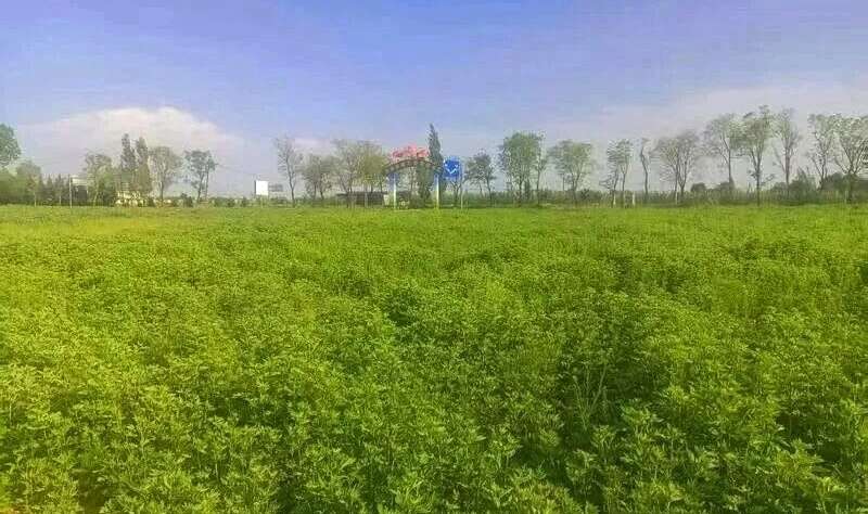 362938b6a82a4c49de7d01770062b6a1