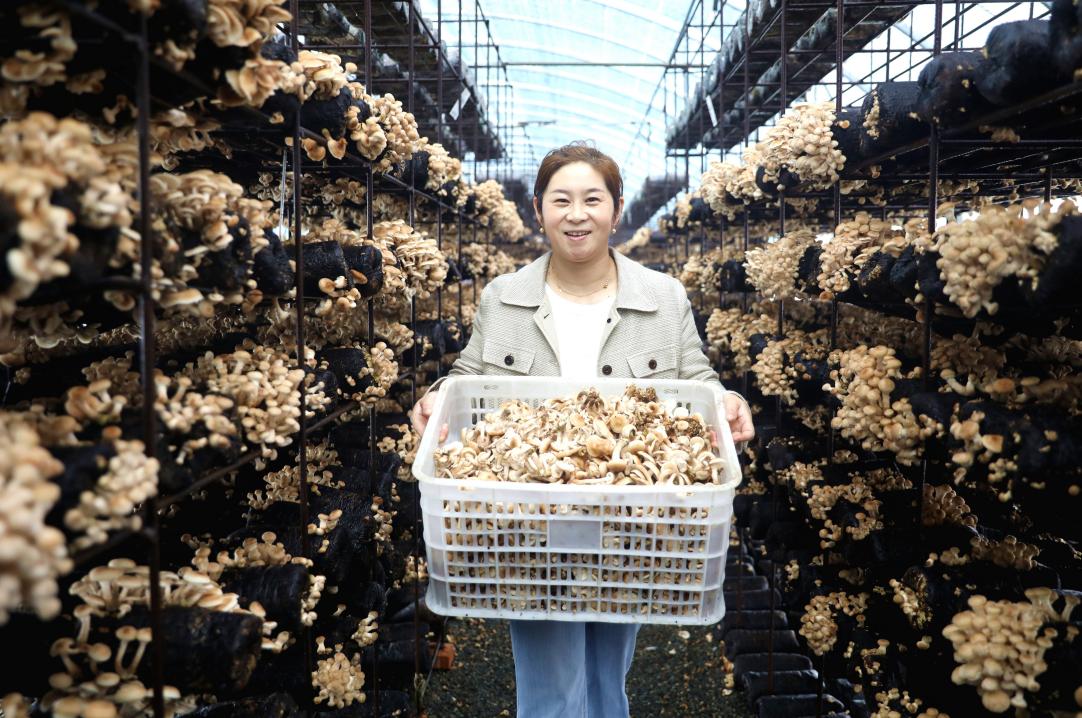 河北平泉：榛蘑人工架式栽培喜获成功