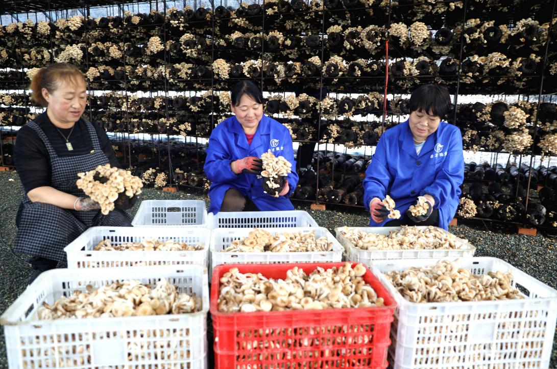 河北平泉：榛蘑人工架式栽培喜获成功