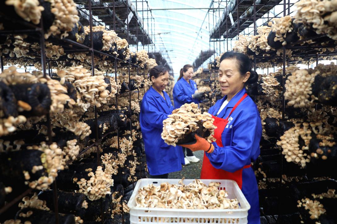 河北平泉：榛蘑人工架式栽培喜获成功