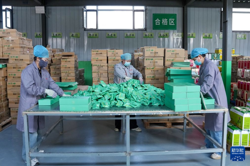 甘肃会宁：小杂粮喜获丰收