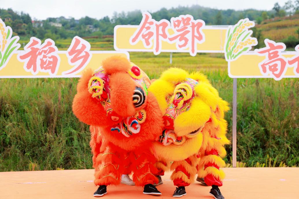 劳模助力田间开播，一场土家“摸秋”解锁别样丰收！