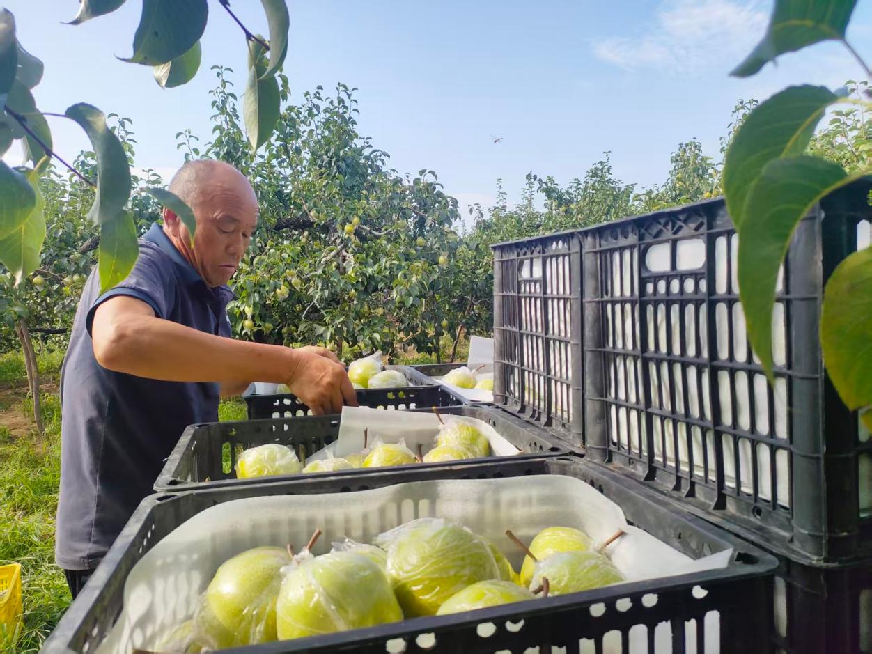 河北隆尧：1500亩梨园迎来丰收季