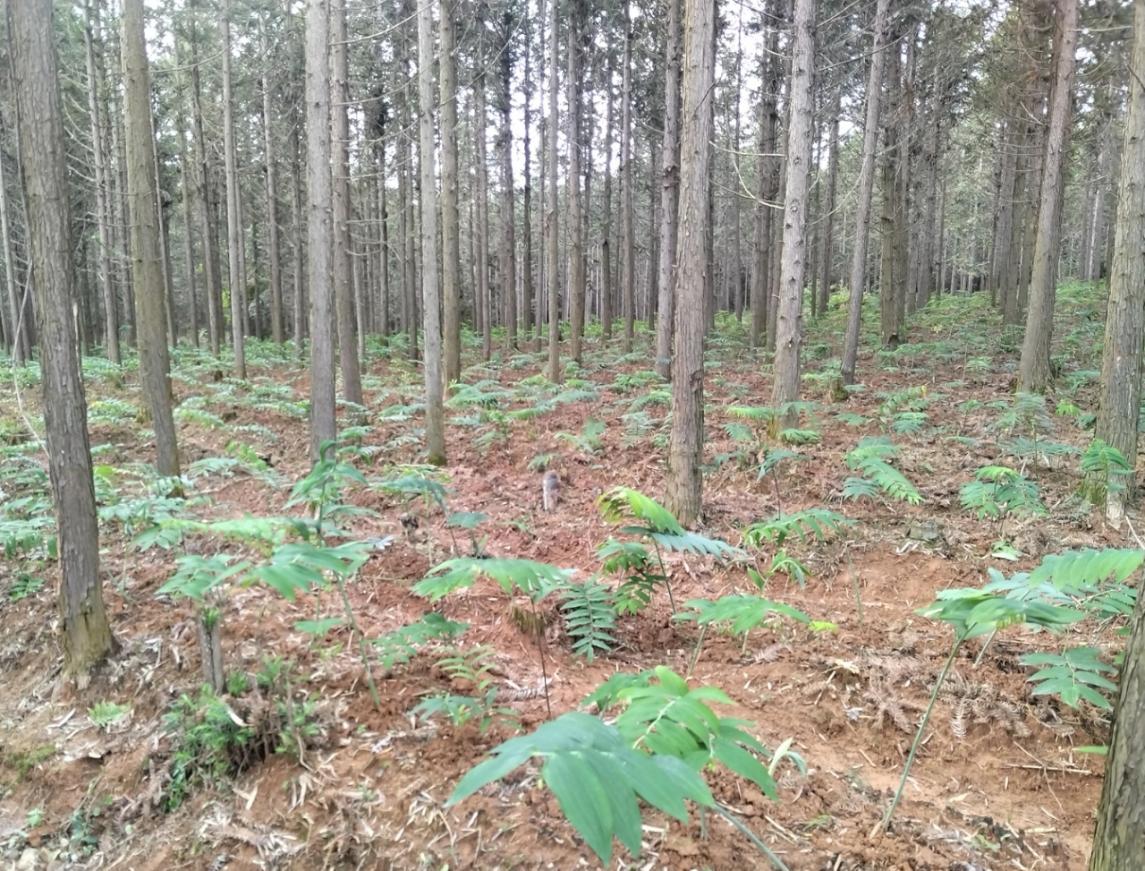 福建邵武：四条产业链驱动  解锁共富密码