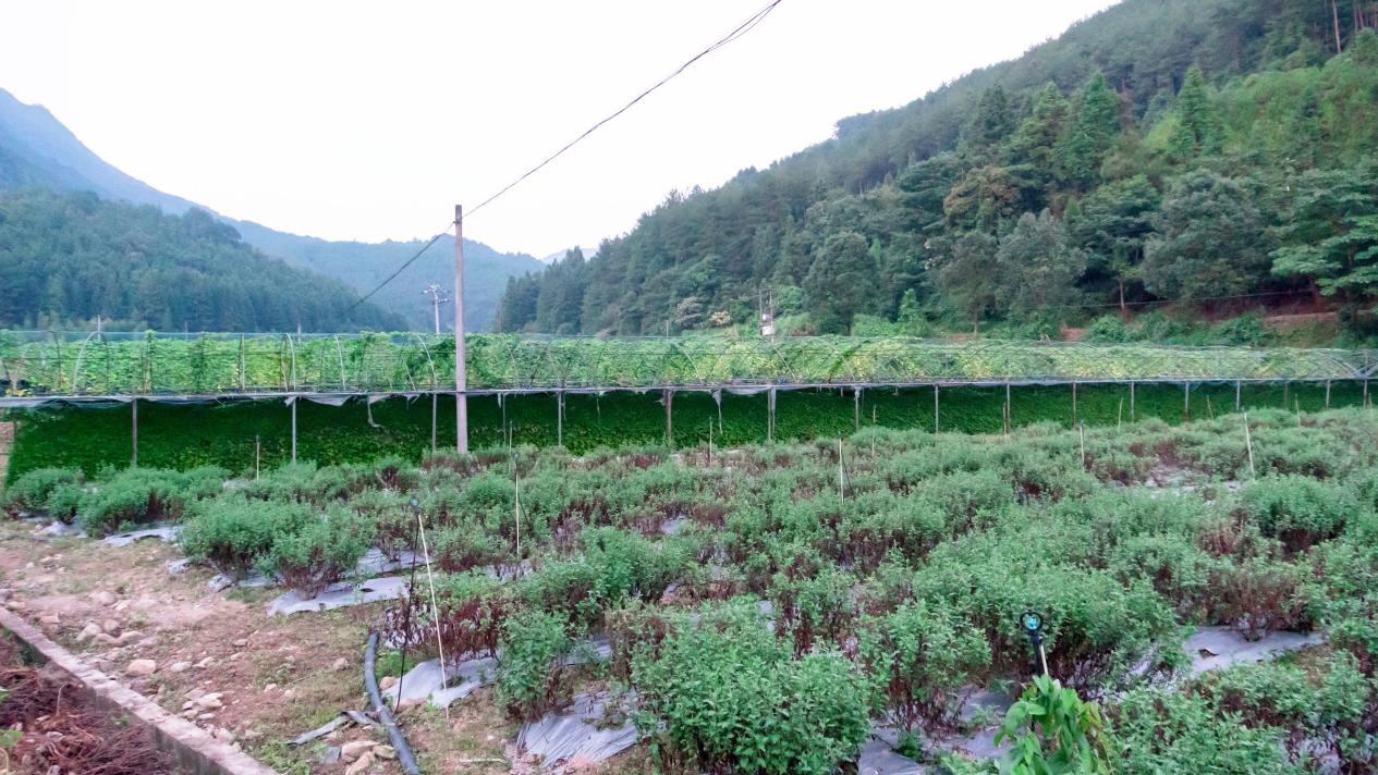 山青水绿日子红——福建将乐生态共富记