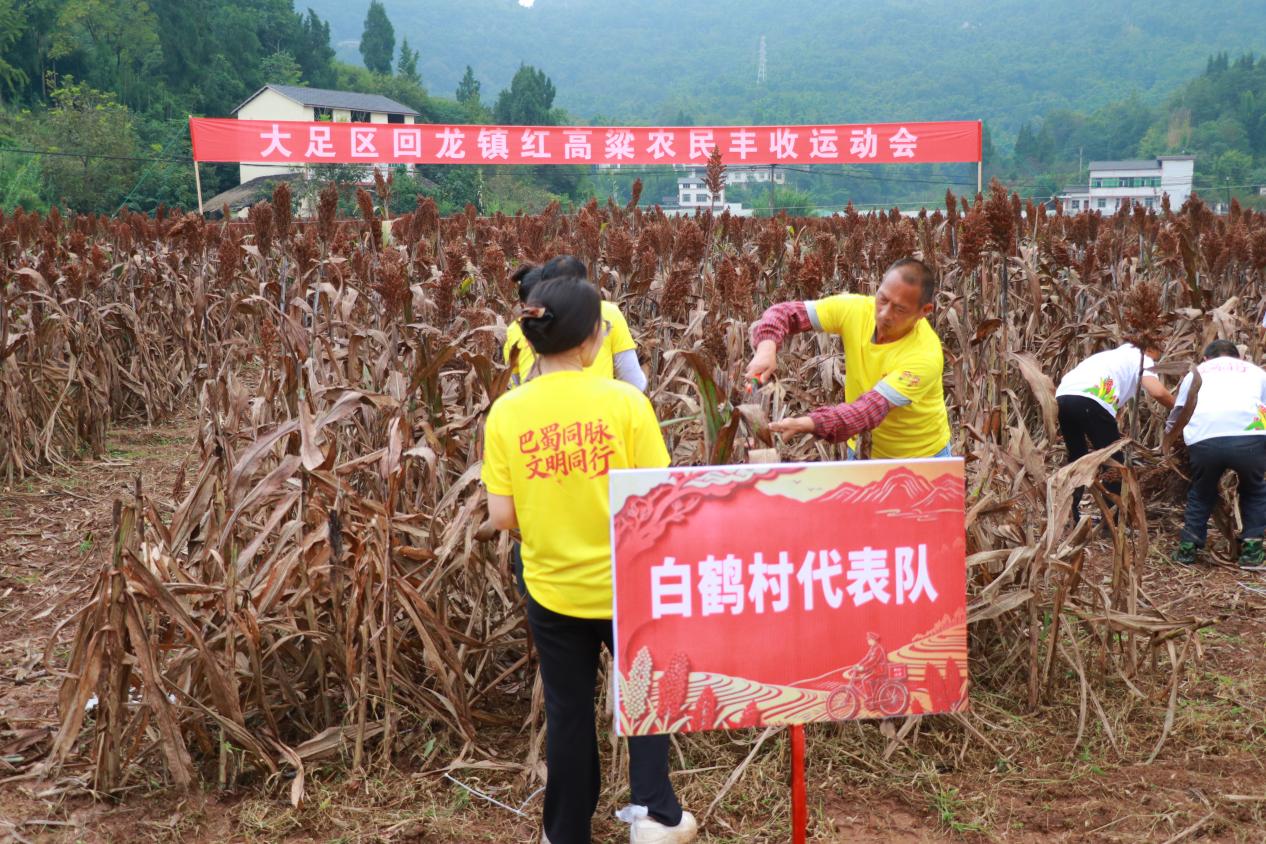 重庆大足：“重庆村T”遇上红高粱 农文旅融合绘新景