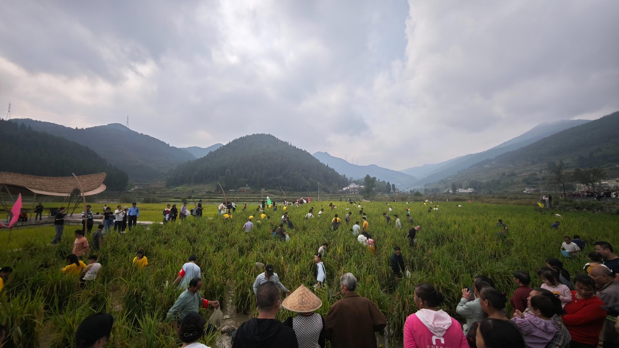 重庆丰都：稻花香里乡趣多 秋到包鸾看“丰”景