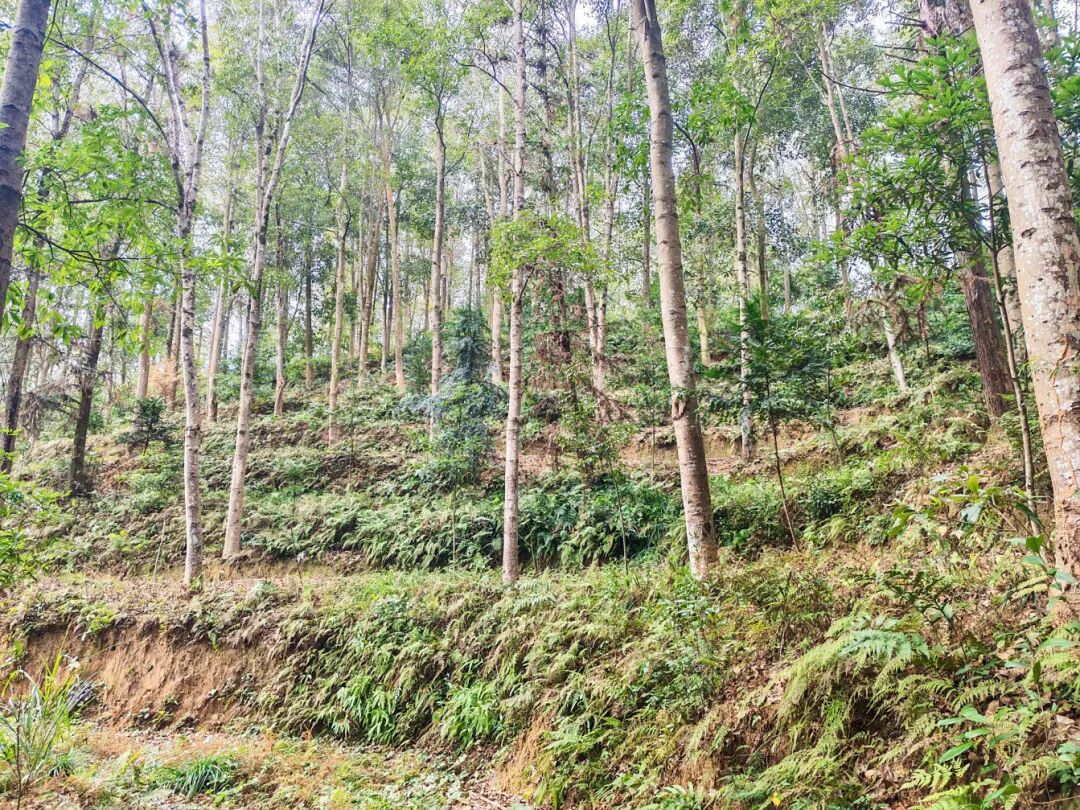 福建松溪：坚持系统治水保土 厚植绿色高质量发展底色