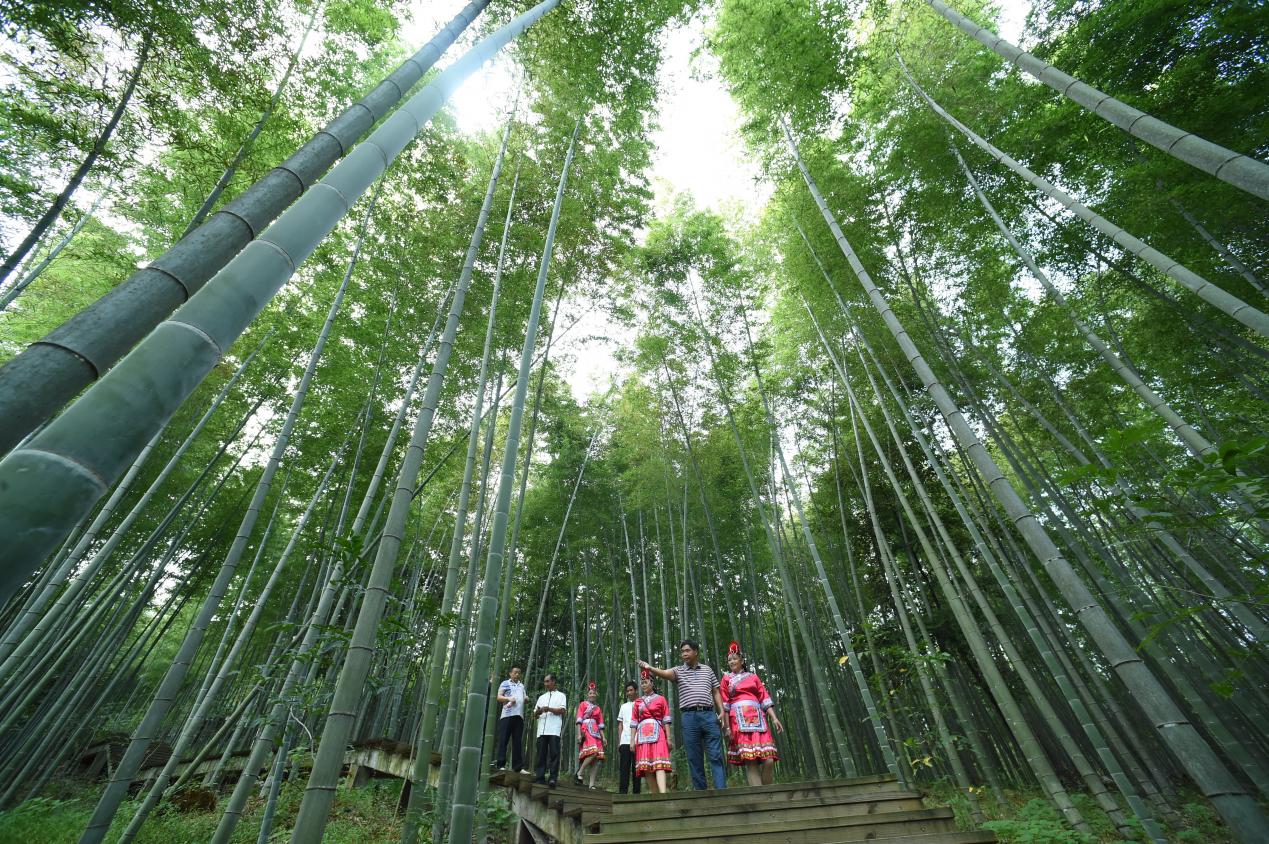 福建建瓯：用“一根竹”书写出万家共富经