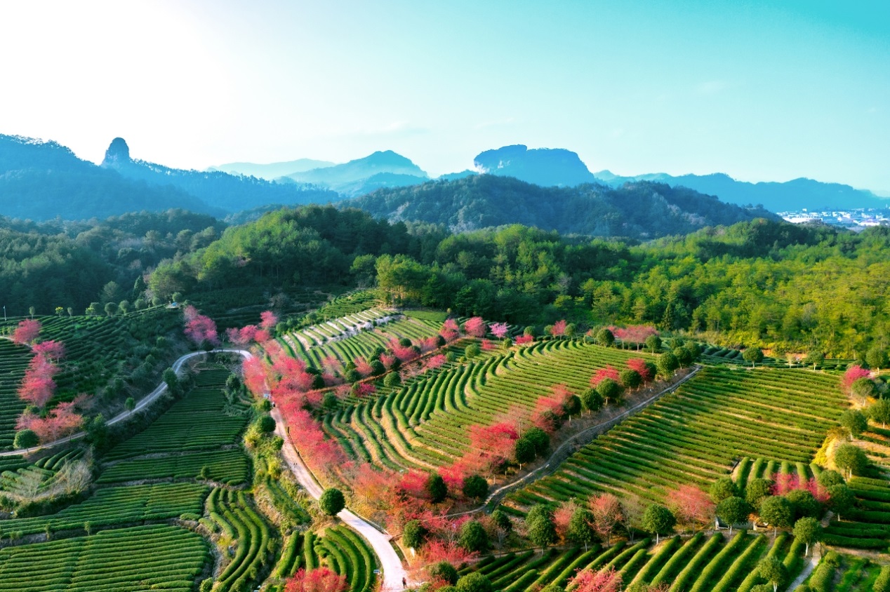 福建武夷山：匠心接续守文脉  千年茶香飘四海