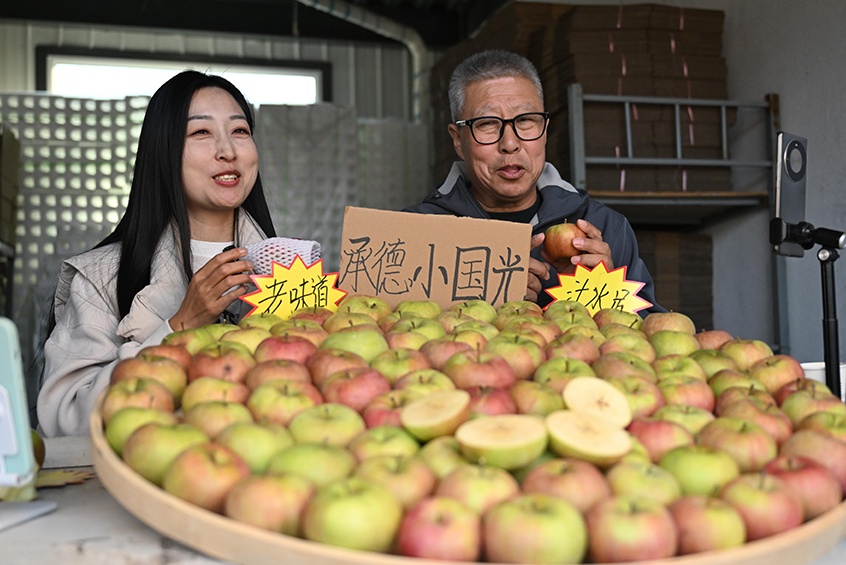 河北承德县：燕山深处苹果红 丰收采摘忙