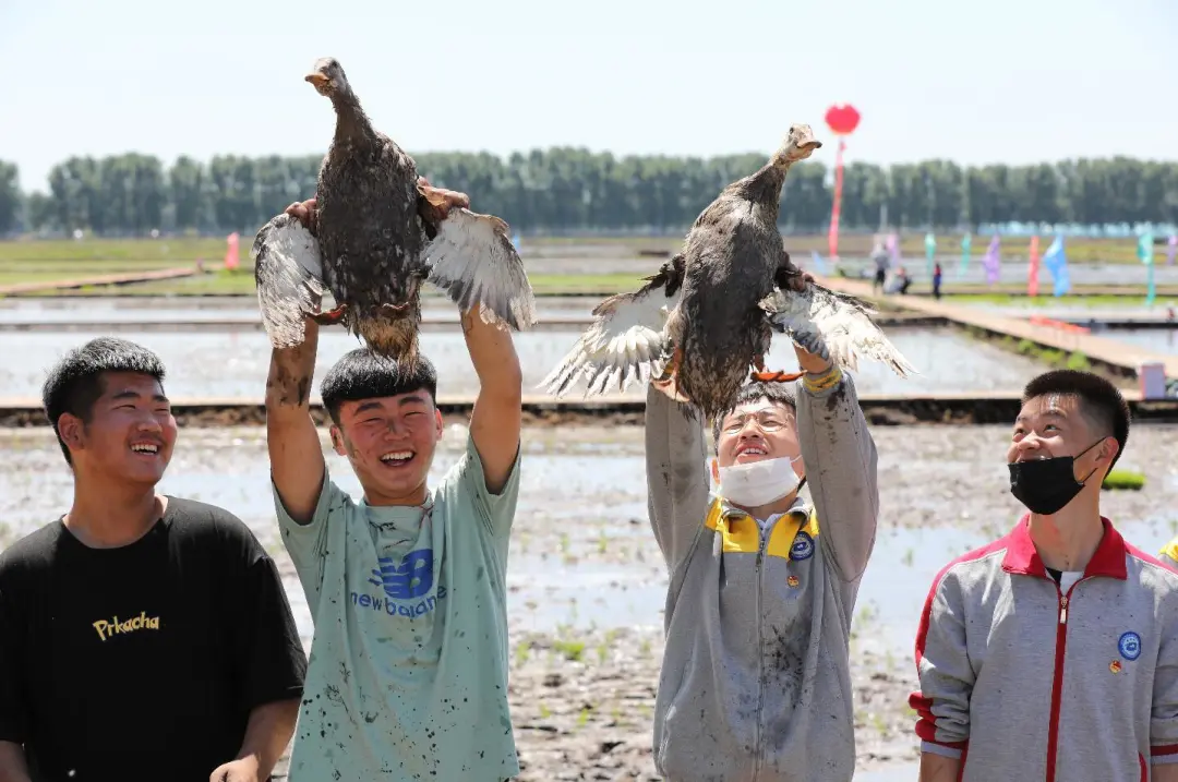 插秧比赛、捉泥鳅比赛、趣味抓鸭子……兴安盟稻田文化展示活动嗨翻了！