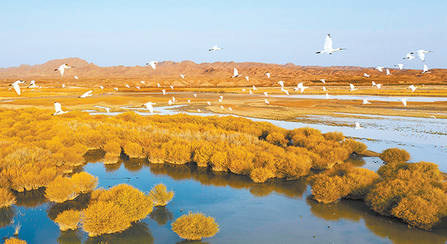 民勤石羊河国家湿地公园迎来上万只迁徙候鸟