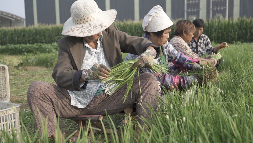 村裡的婦女正在田間地頭割韭菜.