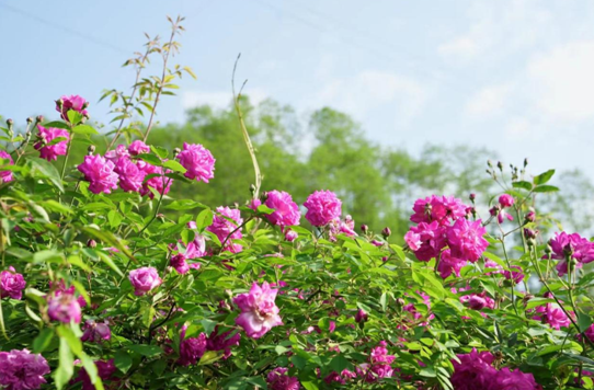 四川彭州：蔷薇花开出“富贵经”