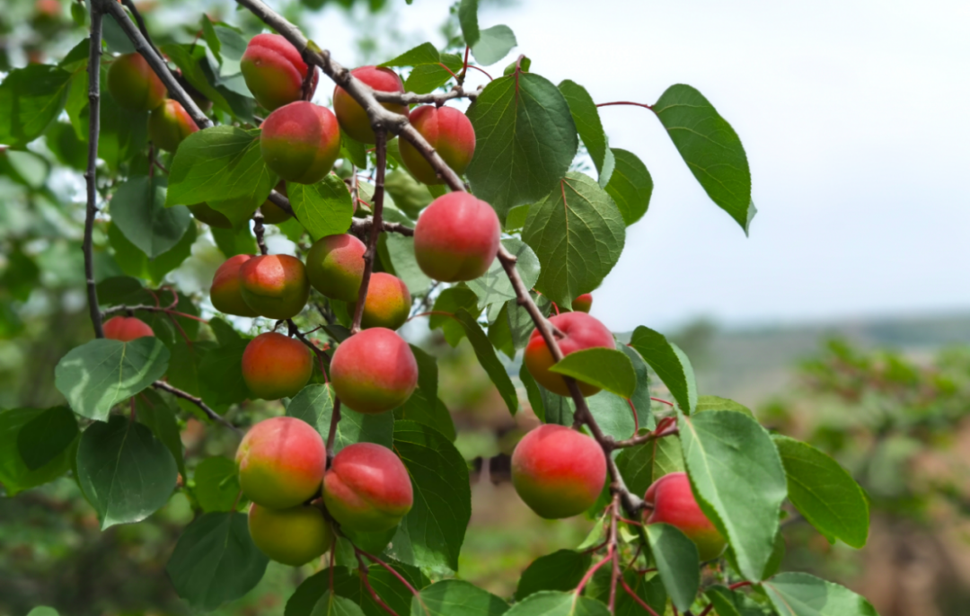 一颗红梅杏，如何从小农经济“破圈”