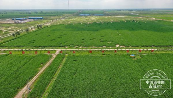 累计建成4030万亩！吉林省大力推进高标准农田建设