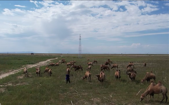 万人说新疆丨骆驼养殖驮起阿克淑阿克的大学梦