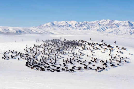 不可错过的新疆冬日奇景