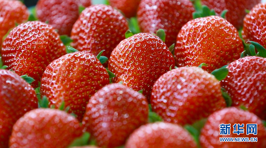 乡味|东港草莓：大棚里的鲜甜“红颜”