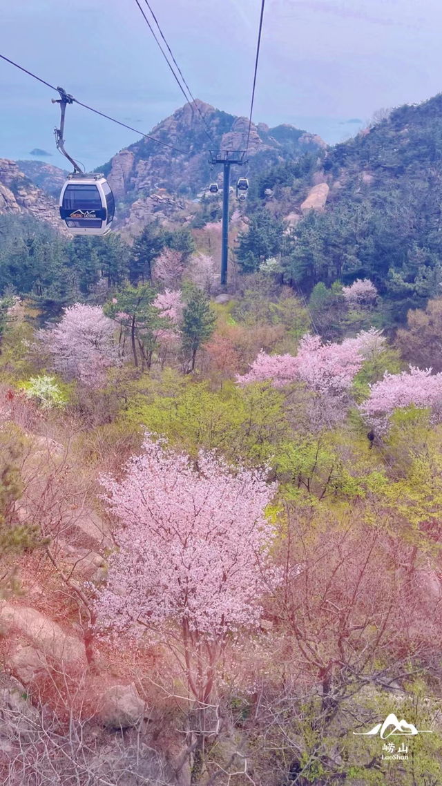 跟着旅发大会游山东 | “樱”你而来，美！