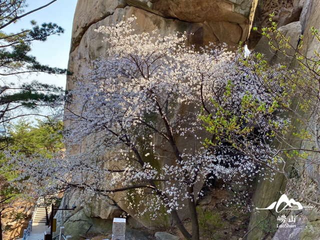 跟着旅发大会游山东 | “樱”你而来，美！