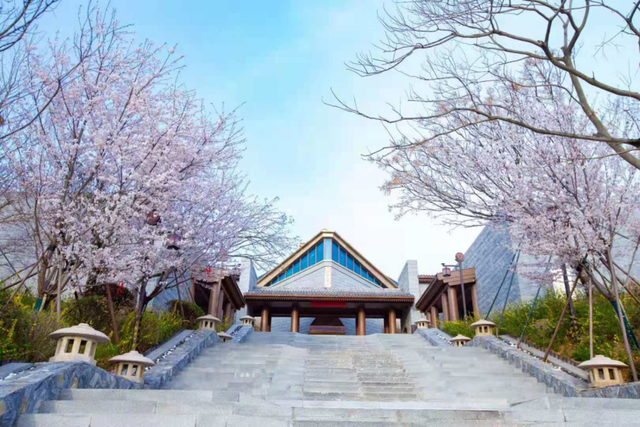跟着旅发大会游山东 | “樱”你而来，美！
