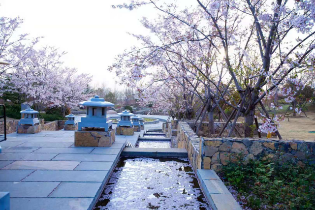 跟着旅发大会游山东 | “樱”你而来，美！