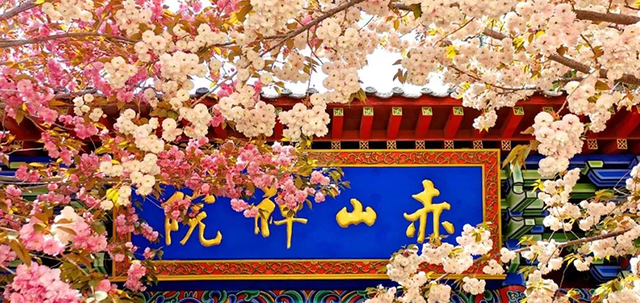 跟着旅发大会游山东 | “樱”你而来，美！