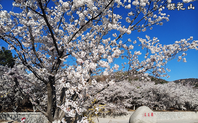 跟着旅发大会游山东 | “樱”你而来，美！
