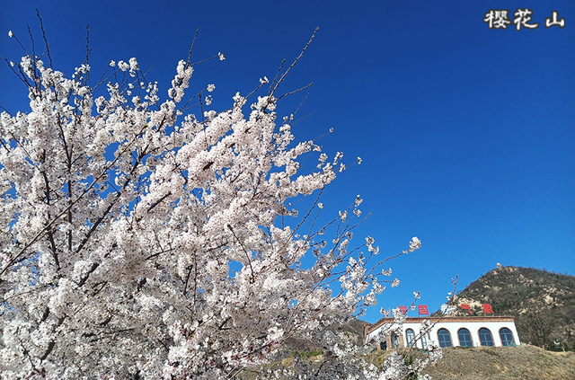 跟着旅发大会游山东 | “樱”你而来，美！