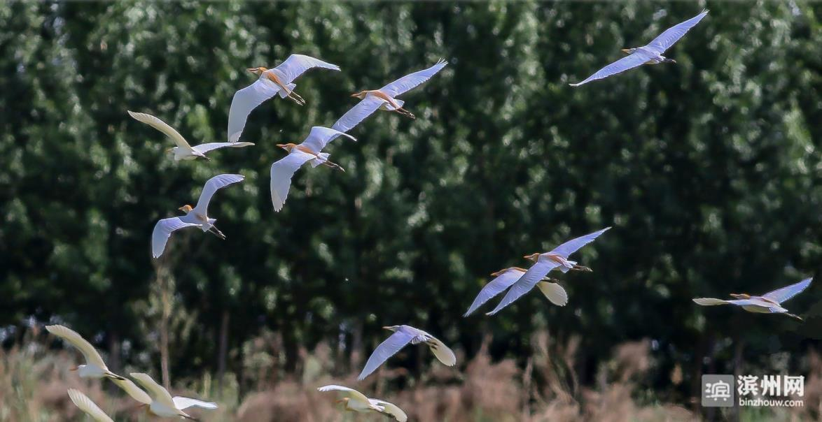 品质之城⑥环境，品质滨州的“金名片”