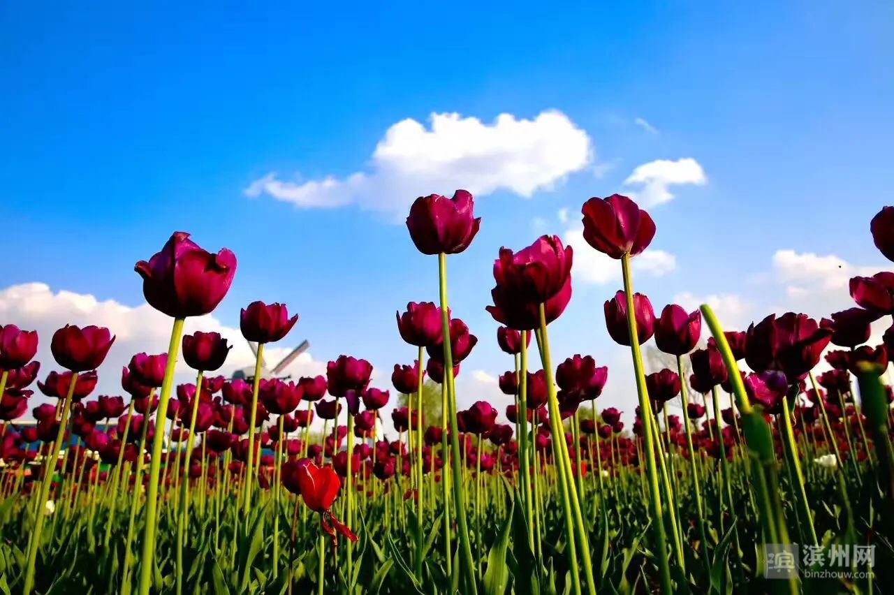 品质之城⑥环境，品质滨州的“金名片”