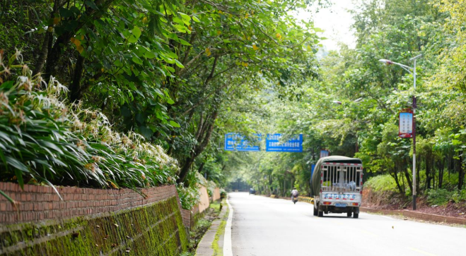 云南西盟：一路一风景 绘就绿美公路靓丽“风景线”