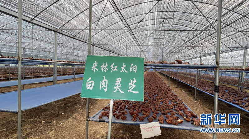 我们的家园·西藏篇|林芝：大力发展生态旅游与特色产业 全面推进乡村振兴