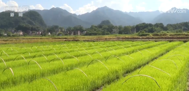 广东省1459万亩晚稻栽插约9成 新品种新技术广泛使用