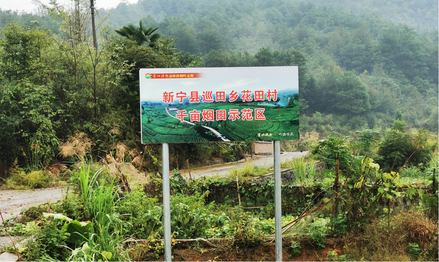 湖南新宁：耕耘在种烟第一村的第一书记
