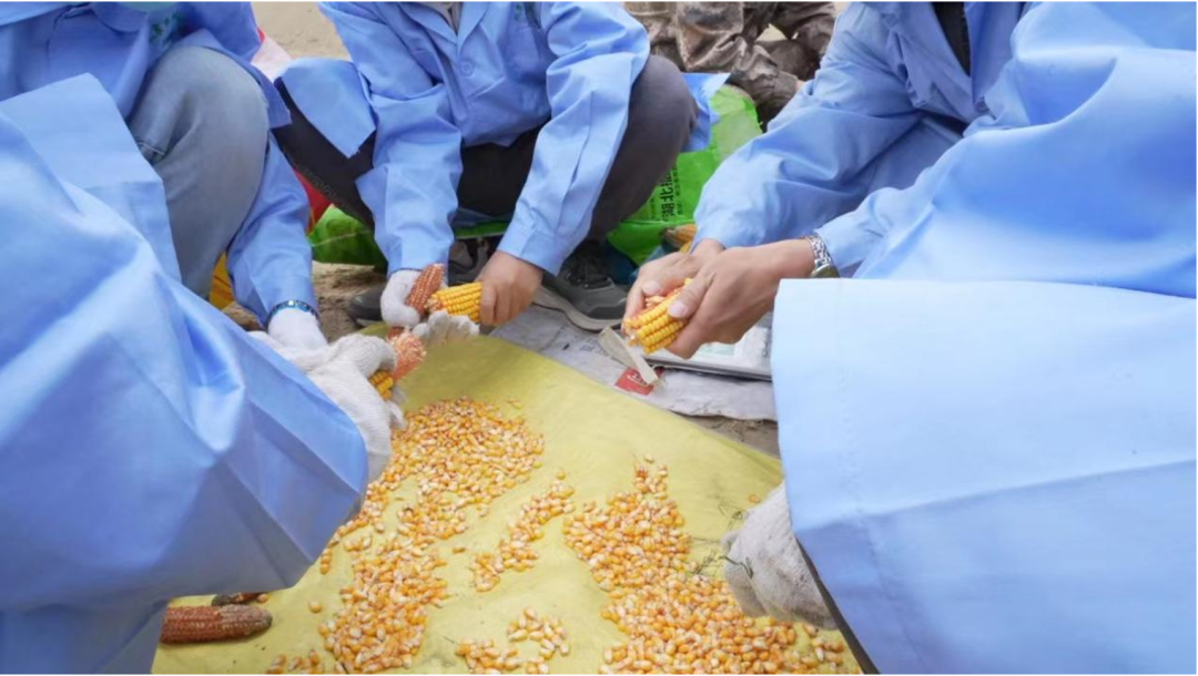 航天育种玉米亩产创南疆高产纪录