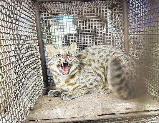 贺兰山地区首次捕获活体豹猫