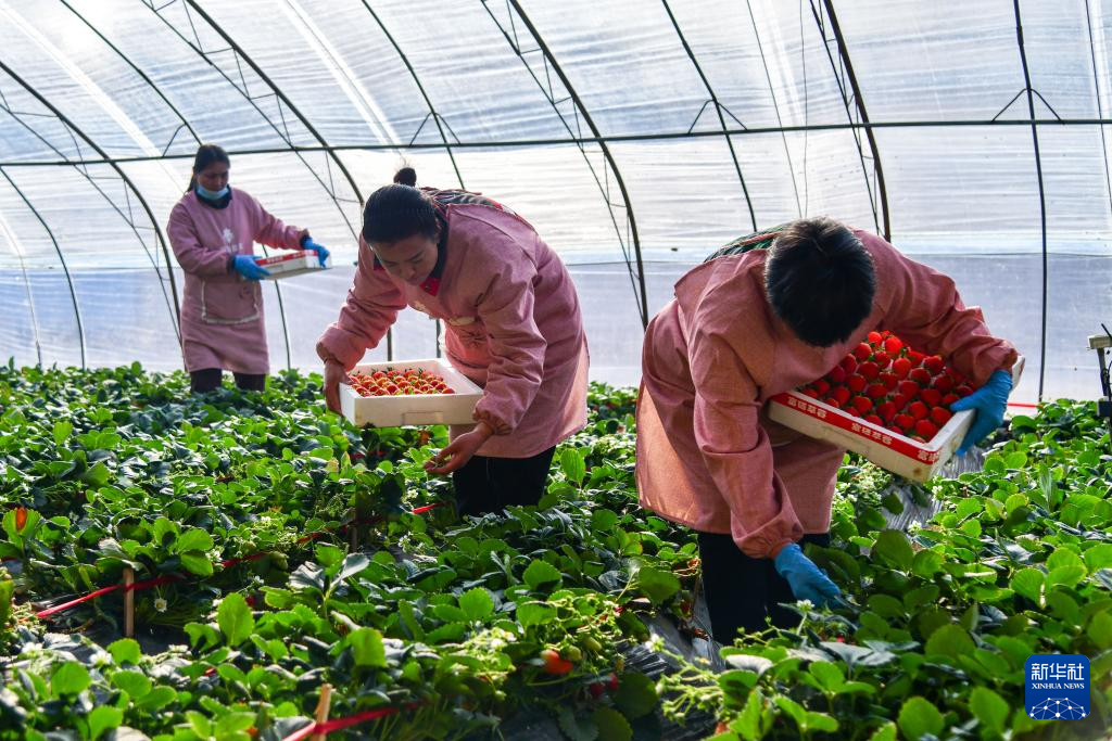 济南：大棚草莓拓宽农民增收路