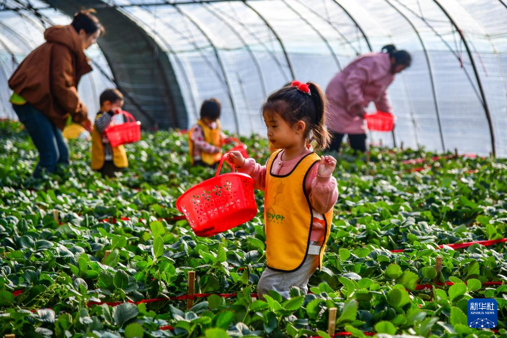 济南：大棚草莓拓宽农民增收路