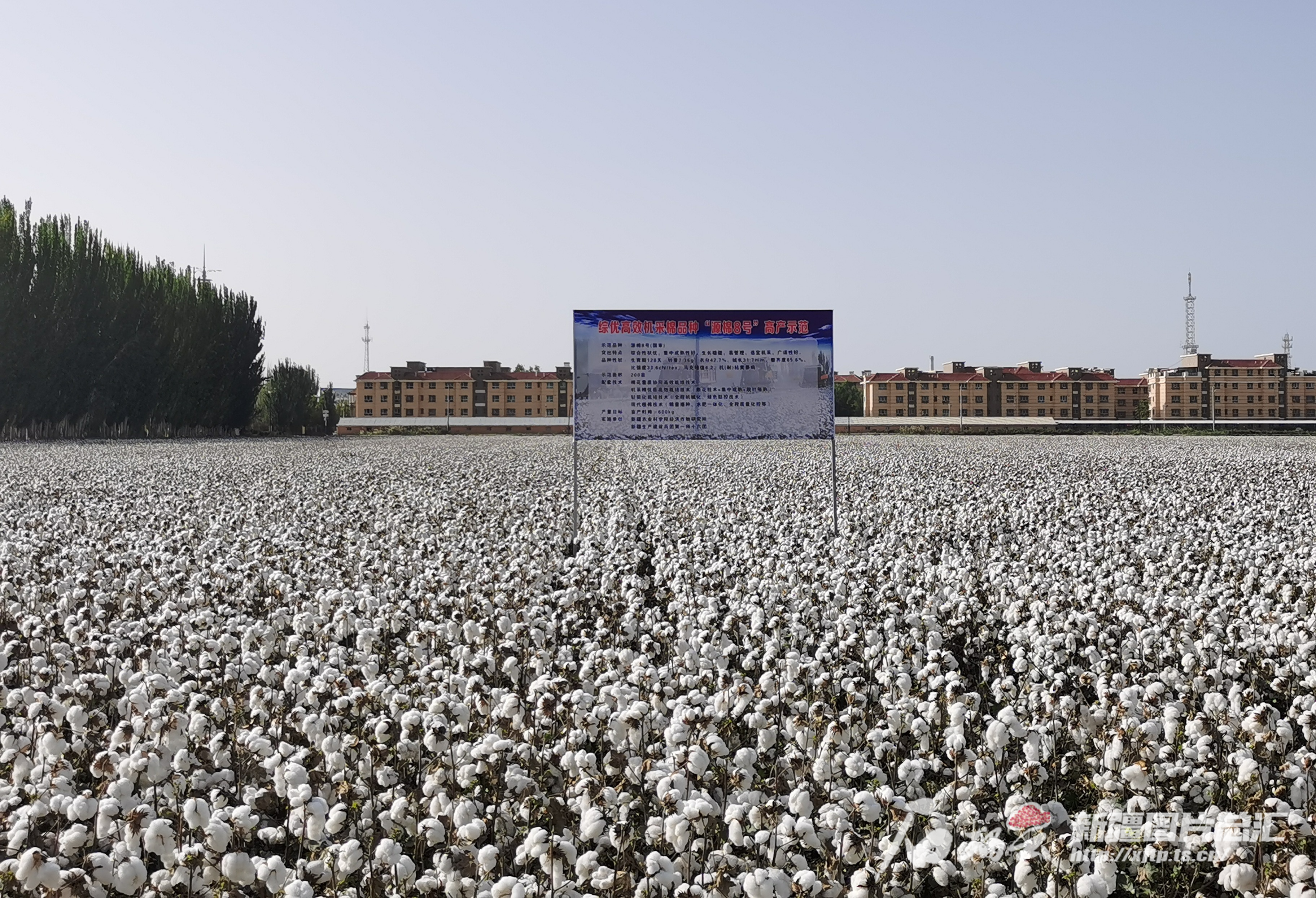 新疆棉花的硬核实力
